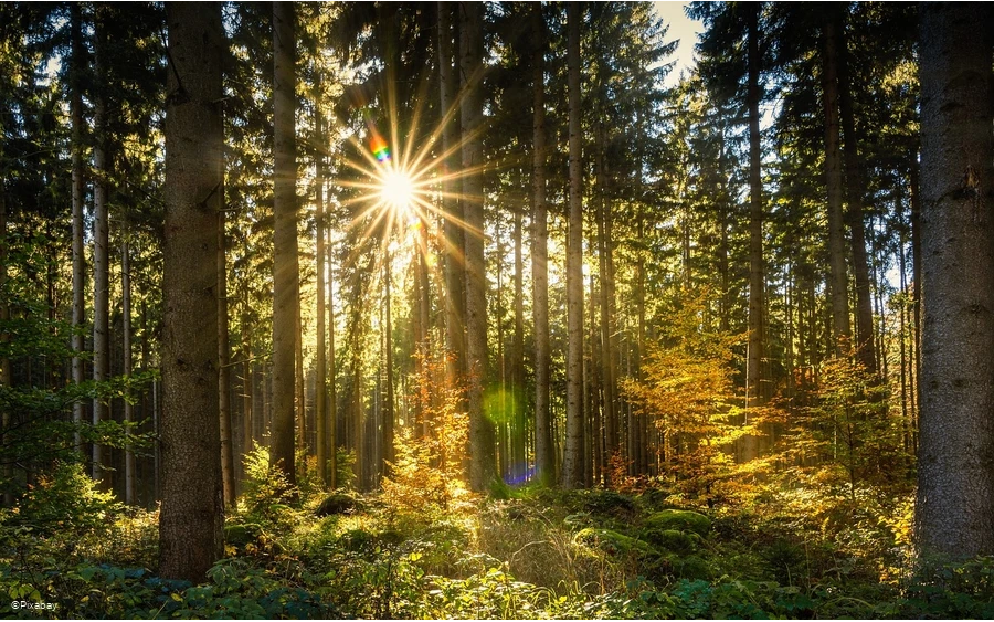 Herbstwald.jpg