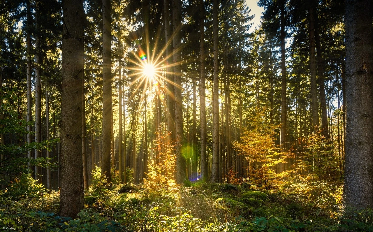 Bestattungshaus Langemann - Symbolfoto - Sonne durchbricht Fichtenwald im Herbst